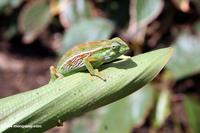 Colorful chameleon on a leaf