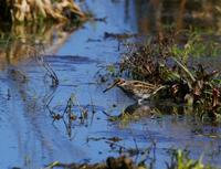 Jack Snipe (Limnocryptes minimus)