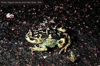 : Anodonthyla montana