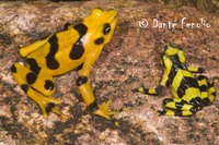 : Atelopus zeteki