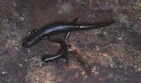 : Bolitoglossa adspersa