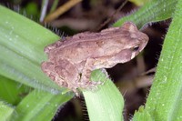 : Bufo crucifer