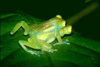 : Cochranella spinosa