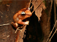 : Eleutherodactylus portoricensis; Coqu