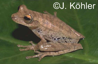 : Hypsiboas fasciatus