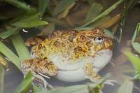 : Limnodynastes ornatus; Ornate Burrowing Frog