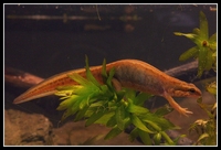 : Lissotriton helveticus; Palmate Newt