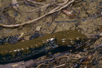 : Plethodon petraeus; Pigeon Mountain Salamander
