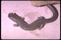 : Plethodon stormi; Siskiyou Mountains Salamander