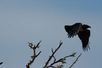 : Corvus albus; Pied Crow