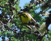 : Dendroica magnolia; Magnolia Warbler