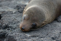 : Arctocephalus galapagoensis; Galapagos fur sealion