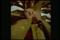 : Galago sp.; Bush Baby