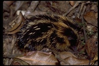 : Hemicentetes semispinosus; Lowland Streaked Tenrec