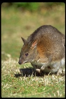 : Thylogale thetis; Red-necked Pademelon