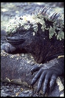 : Amblyrhynchus cristatus; Marine Iguana