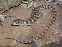 : Elgaria panamintina; Panamint Alligator Lizard