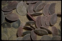 : Dendraster excentricus; Sand Dollar