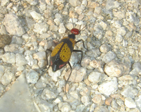 : Tegrodera latecincta; Iron Cross Blister Beetle