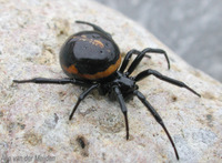 : Steatoda paykulliana; False Black Widow