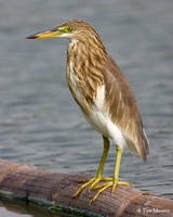 Chinese Pond Heron