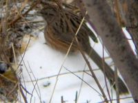 White-browed Chinese Warbler - Rhopophilus pekinensis