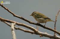 Fig. 1. Yellow-browed Warbler : 노랑눈썹솔새