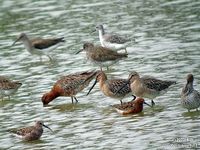 Asian Dowitcher Limnodromus semipalmatus © Neil Fifer