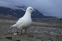 Ivory Gull - Pagophila eburnea