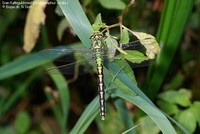 Grøn Kølleguldsmed (Ophiogomphus cecilia )