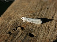 Spindemøl (Yponomeuta evonymella)