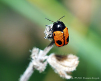 Cryptocephalus bipunctatus
