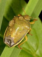 Piezodorus lituratus