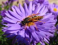 Polistes bischoffi