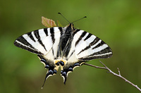 Iphiclides podalirius - Scarce Swallowtail