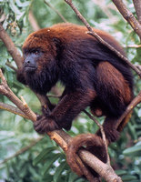 Red-and-black howler (Alouatta guariba)