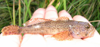 Cottus beldingii, Paiute sculpin: