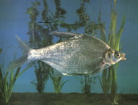 Megalobrama terminalis, Black Amur bream: fisheries