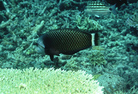 Novaculichthys taeniourus, Rockmover wrasse: fisheries, aquarium