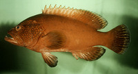 Cephalopholis sonnerati, Tomato hind: fisheries