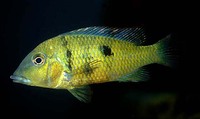 Geophagus pellegrini, Yellowhump eartheater: aquarium