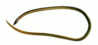 Bascanichthys kirkii, Longtailed sand-eel: