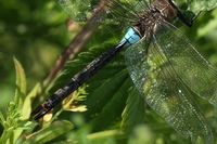 Anax parthenope