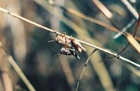 Pezotettix giornae