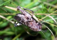 Psophus stridulus