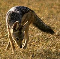 Image of: Canis mesomelas (black-backed jackal)