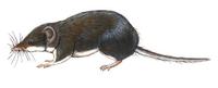 Image of: Crocidura russula (white-toothed shrew)