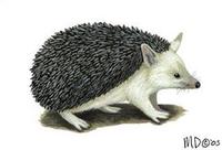 Image of: Hemiechinus auritus (long-eared hedgehog)