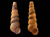 Godlewskia pulchella