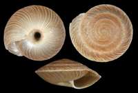 Discus gomerensis